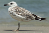 Larus armenicus